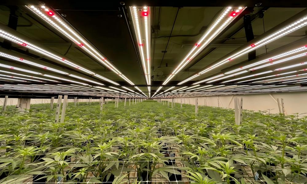 hemb cultivation hemb cultivation
