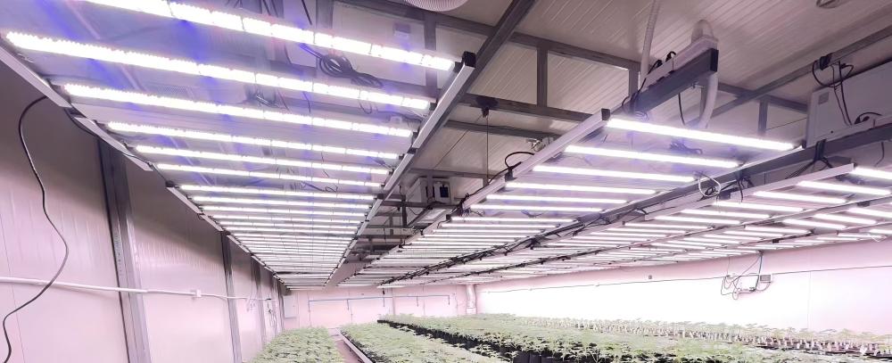 wide bar grow lights.jpg wide bar grow lights.jpg
